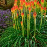 Kniphofia <br> Red Hot Poker