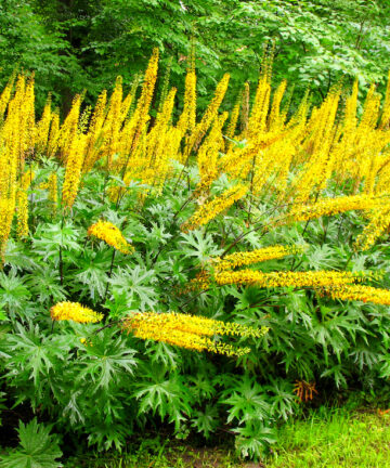 Ligularia stenocephala 'The Rocket'