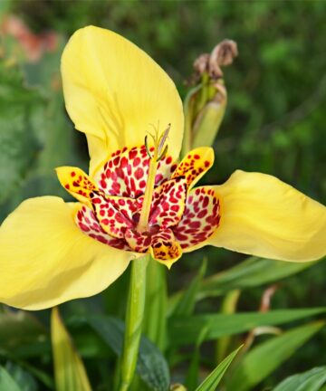 Tigridia Pavonia 'Aurea'