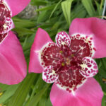 Tigridia Pavonia 'Lilacea'