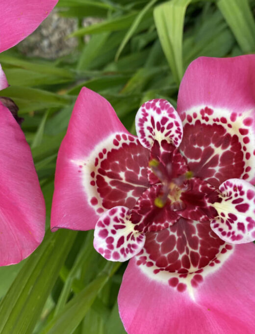 Tigridia Pavonia 'Lilacea'