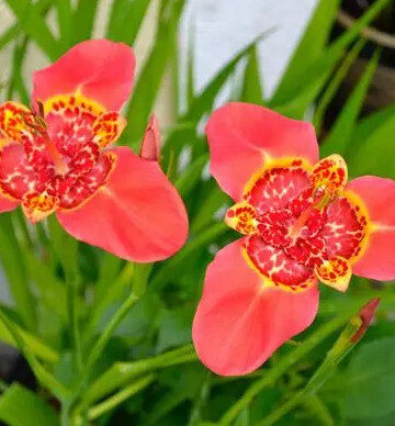 Tigridia Pavonia 'Speciosa'