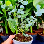 Eucalyptus gunnii 1L