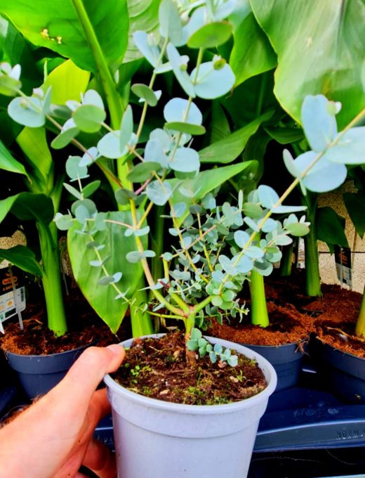 Eucalyptus gunnii 1L