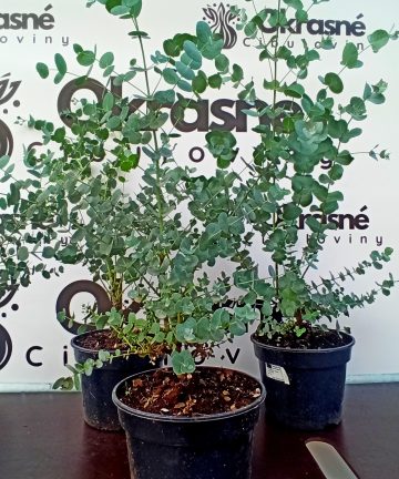 eucalyptus gunnii