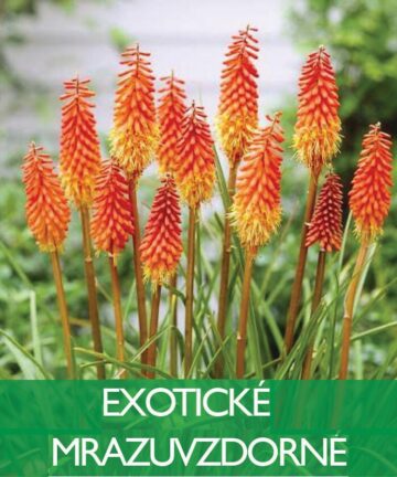 Exotické Mrazuvzdorné