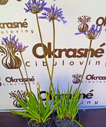 agapanthus blue gigant
