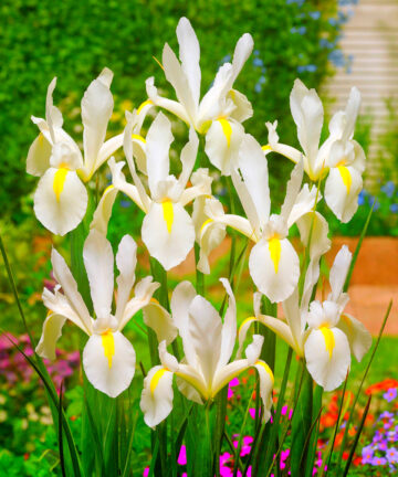 Iris Hollandica 'White Van Vliet'