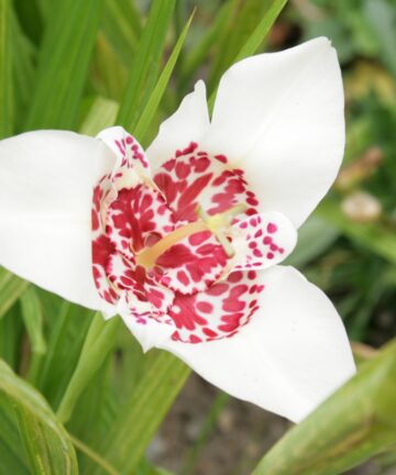 Trigidia Pavonia Alba Grandiflora