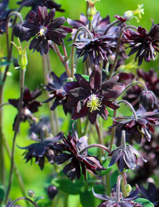 Orlíček 'Black Barlow'