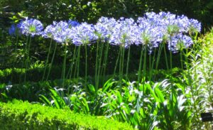 Agapantus 'Blue Giant'