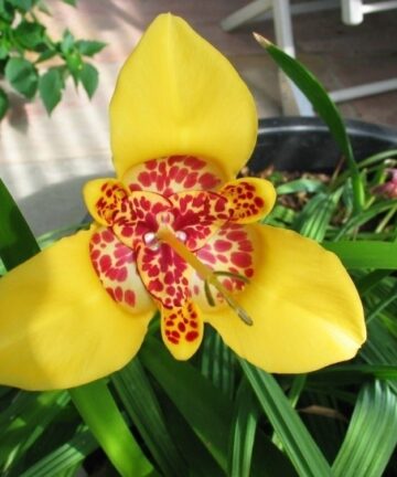 Tigridia Pavonia 'Aurea'