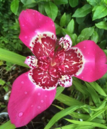 Tigridia Pavonia 'Lilacea'