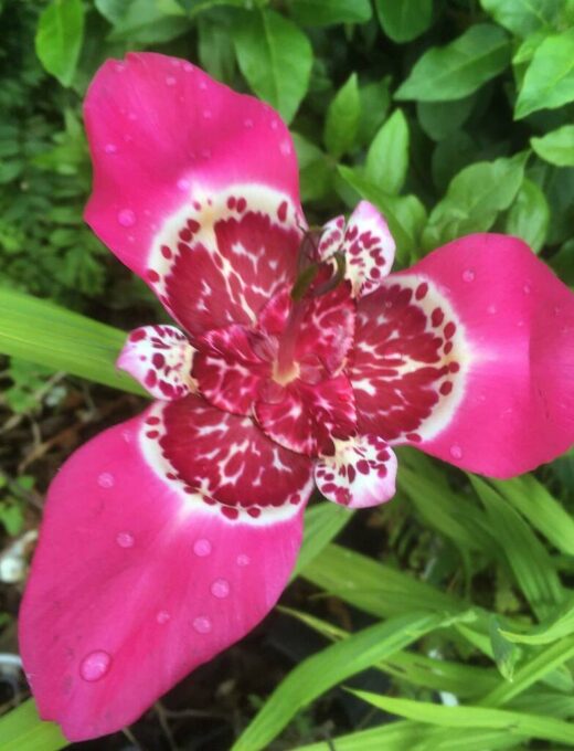 Tigridia Pavonia 'Lilacea'