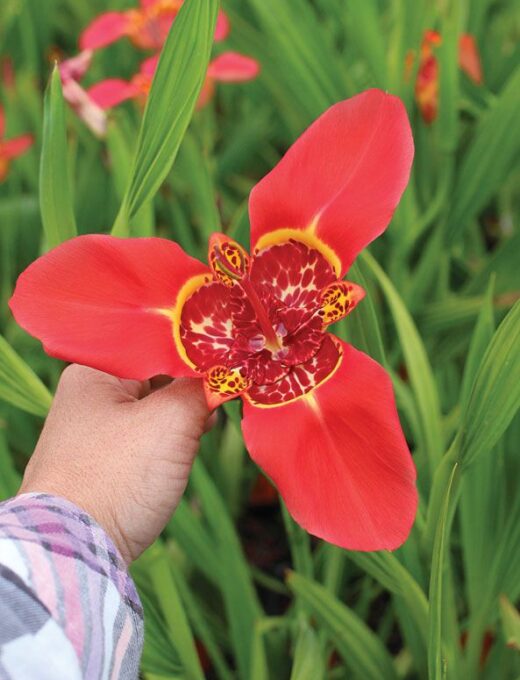 Tigridia Pavonia 'Speciosa'