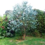 Eukalyptus gunnii