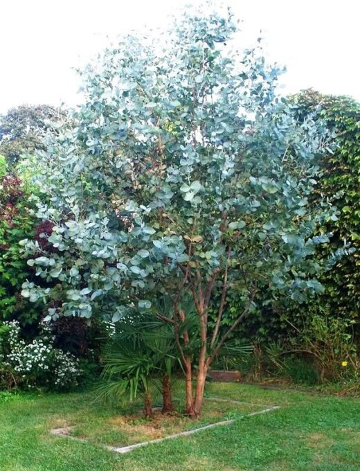 Eukalyptus gunnii
