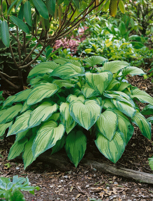 Hosta fortunei