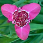 Tigridia Pavonia 'Lilacea'