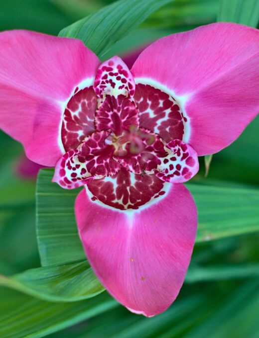 Tigridia Pavonia 'Lilacea'