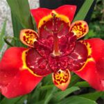Tigridia Pavonia 'Speciosa'