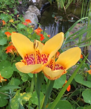 Tigridia Pavonia 'Aurea'