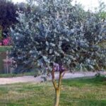Eukalyptus gunnii