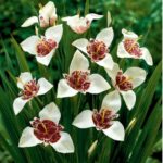 Trigidia Pavonia Alba Grandiflora