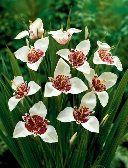 Trigidia Pavonia Alba Grandiflora