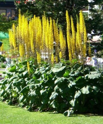 Ligularia stenocephala 'The Rocket'