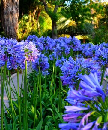 Agapantus 'Blue Giant'