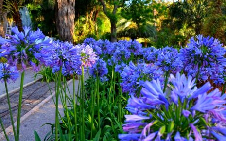 Agapantus 'Blue Giant'