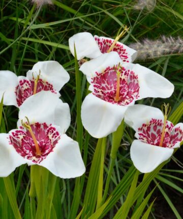 Trigidia Pavonia Alba Grandiflora