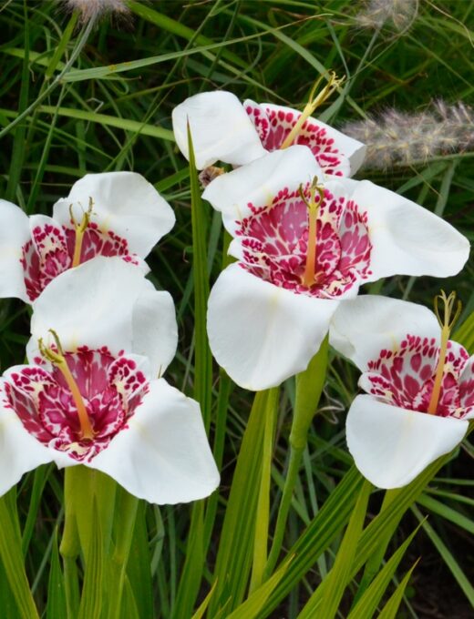 Trigidia Pavonia Alba Grandiflora
