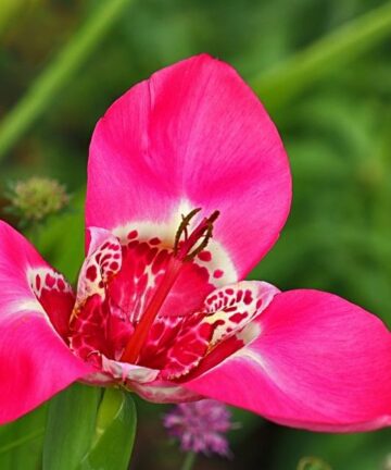 Tigridia Pavonia 'Lilacea'