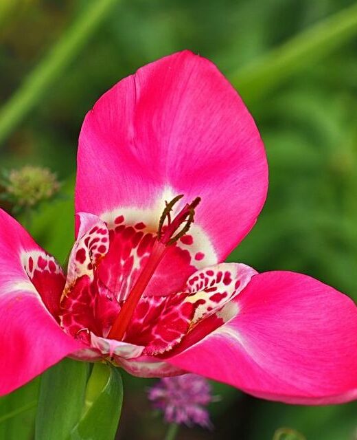 Tigridia Pavonia 'Lilacea'