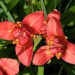 Tigridia Pavonia 'Speciosa'