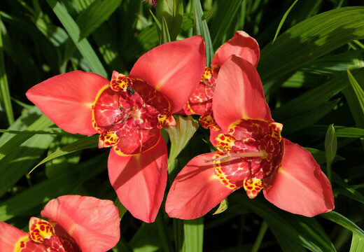 Tigridia Pavonia 'Speciosa'