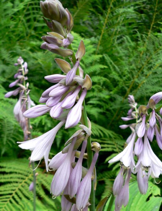 Hosta fortunei