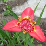 Tigridia Pavonia 'Speciosa'