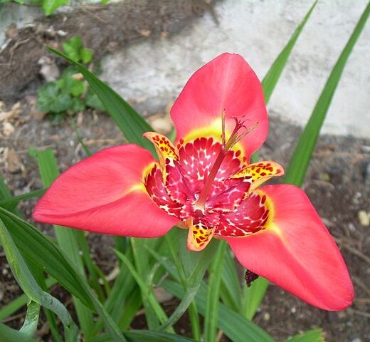 Tigridia Pavonia 'Speciosa'
