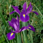 Iris Hollandica 'Purple Sensation'