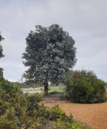 Eukalyptus Cinerea