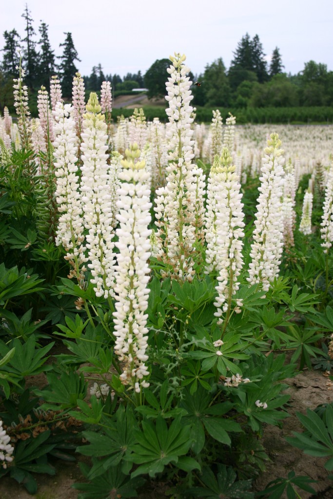 Lupina Biela ‘Lupinus’