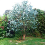 Eukalyptus <br> Gunnii