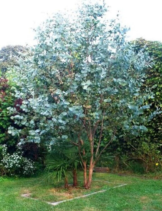 eukalyptus gunnii