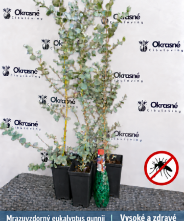 Eukalyptus gunnii 60–80 cm v kvetináčoch