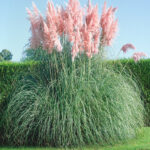 Cortaderia selloana Rosea