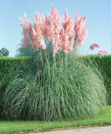 Cortaderia selloana Rosea