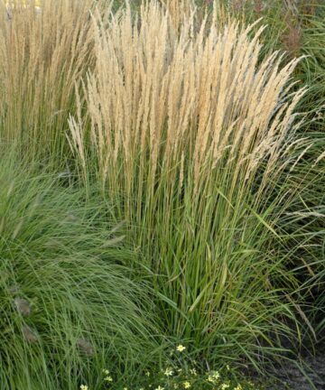 Calamagrostis acutiflora Karl Foerster